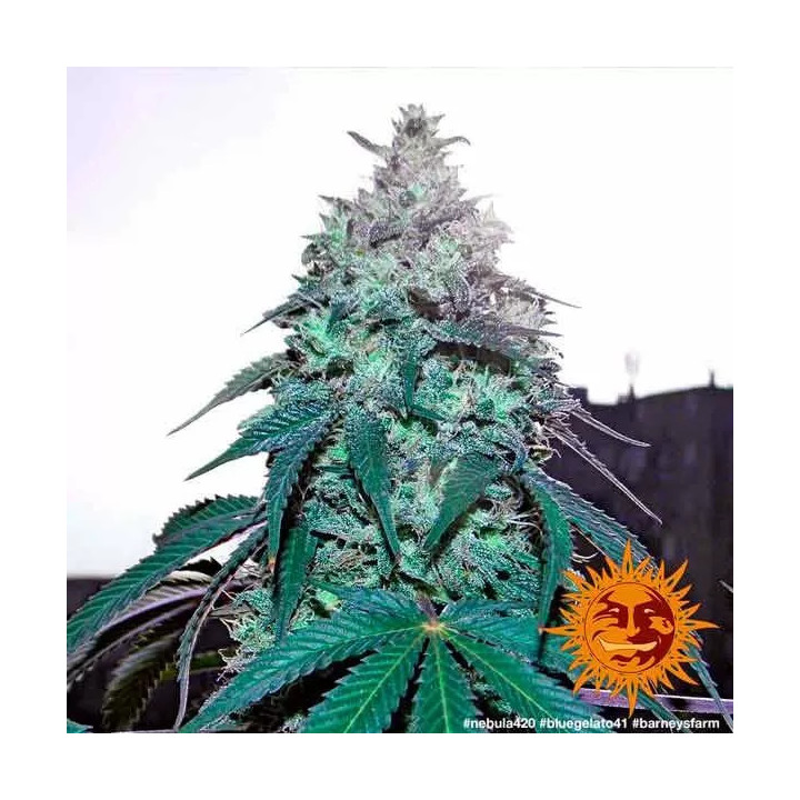 Blue Gelato 41 Feminizada Barney's Farm
