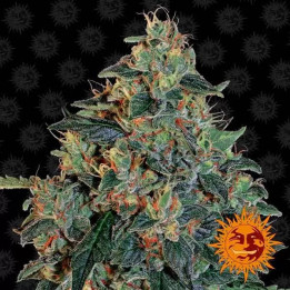  Blueberry OG Feminizada 【Barney's Farm】