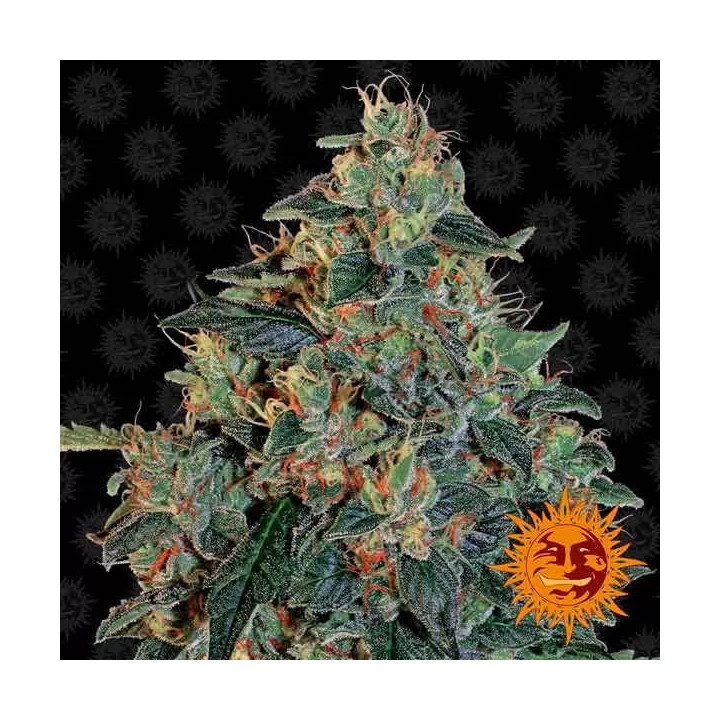  Blueberry OG Feminizada 【Barney's Farm】