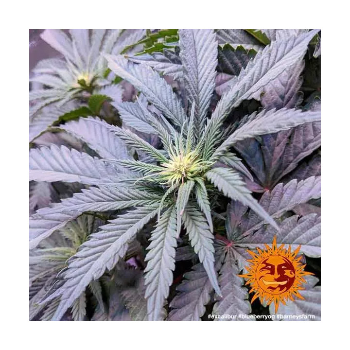  Blueberry OG Feminizada 【Barney's Farm】