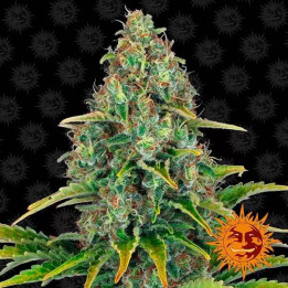  Blue Cheese Auto【Barneys Farm Autofloreciente】