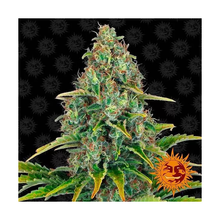 Blue Cheese AutoBarneys Farm Autofloreciente