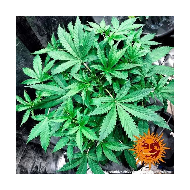 Blue Cheese AutoBarneys Farm Autofloreciente