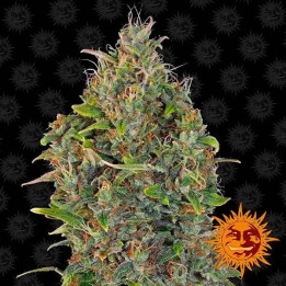  Critical Kush Auto【Barneys Farm Autofloreciente】