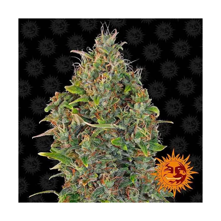  Critical Kush Auto【Barneys Farm Autofloreciente】
