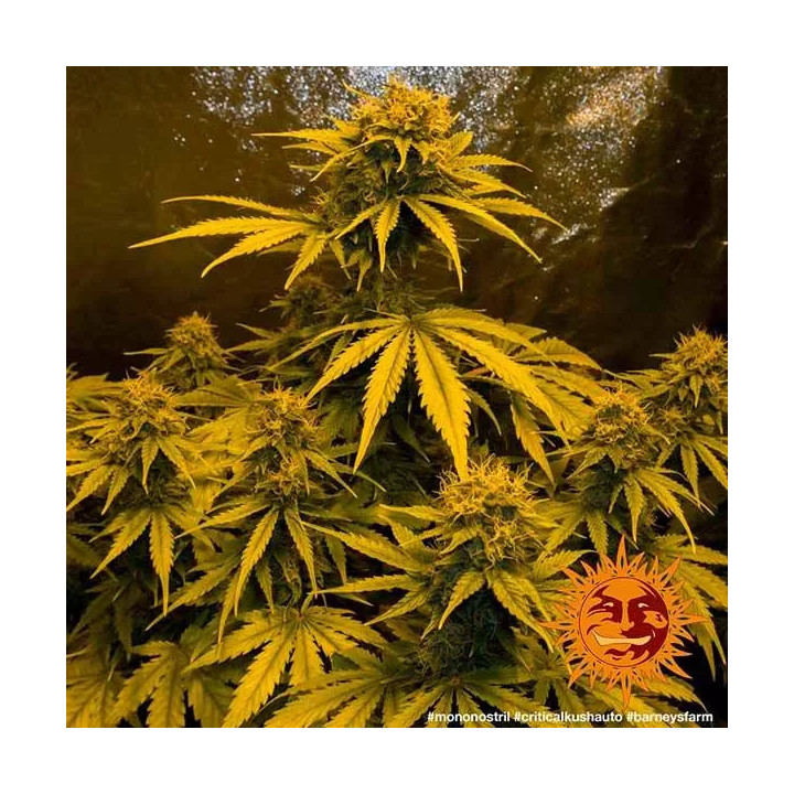  Critical Kush Auto【Barneys Farm Autofloreciente】