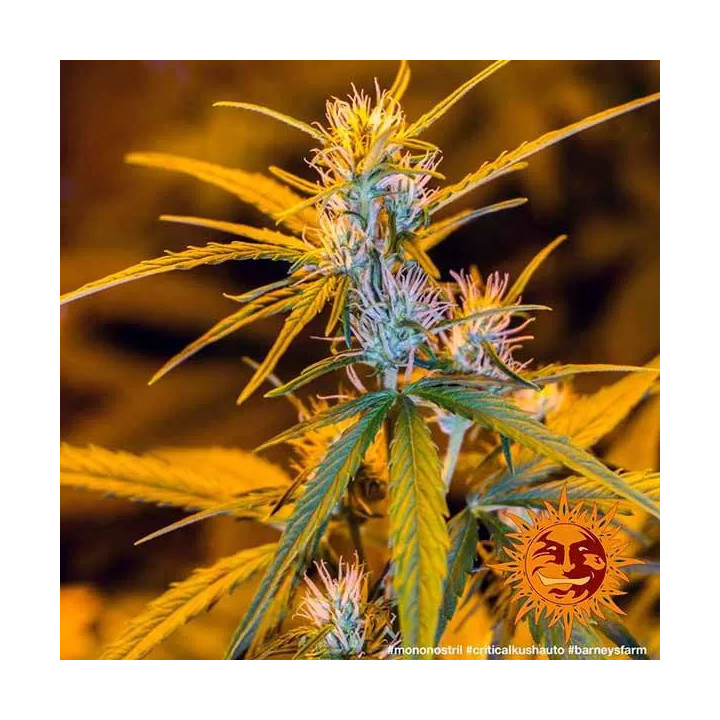  Critical Kush Auto【Barneys Farm Autofloreciente】