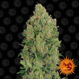  NYC Diesel Auto【Barneys Farm Autofloreciente】