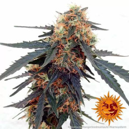  Tangerine Dream Auto【Barneys Farm Autofloreciente】