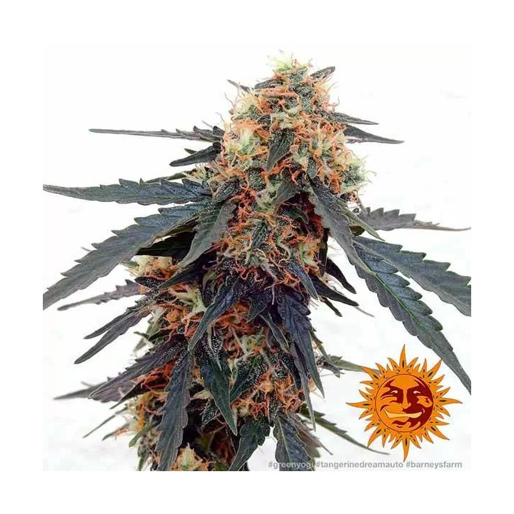Tangerine Dream AutoBarneys Farm Autofloreciente