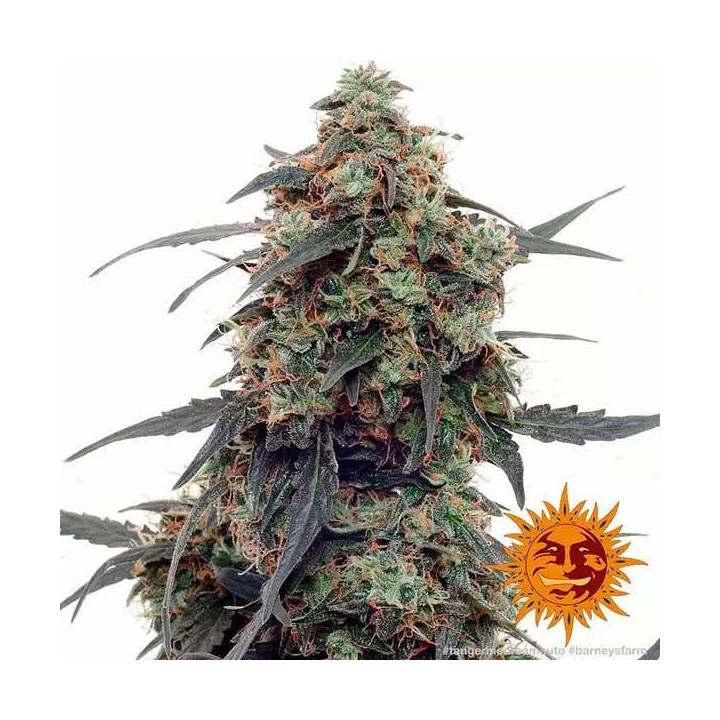 Tangerine Dream AutoBarneys Farm Autofloreciente