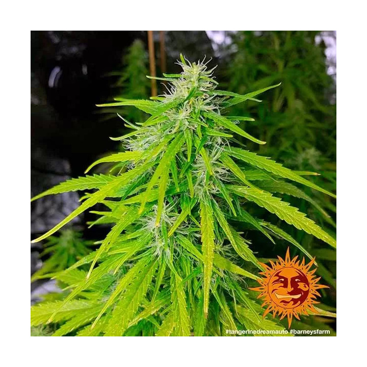 Tangerine Dream AutoBarneys Farm Autofloreciente