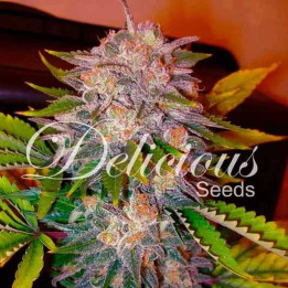  Caramelo Feminizada【Delicious Seeds】