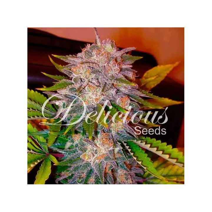 Caramelo FeminizadaDelicious Seeds