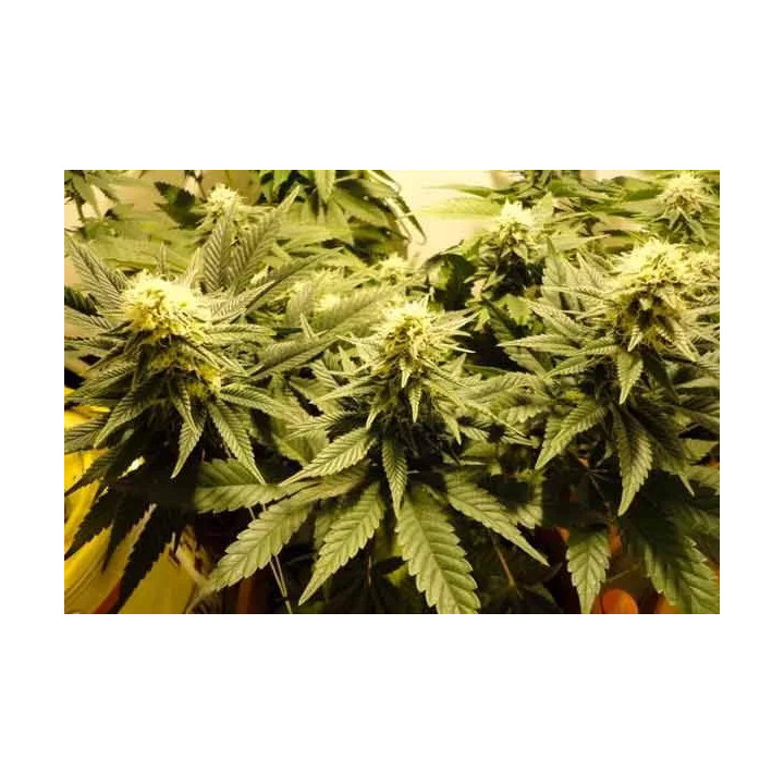 Caramelo FeminizadaDelicious Seeds