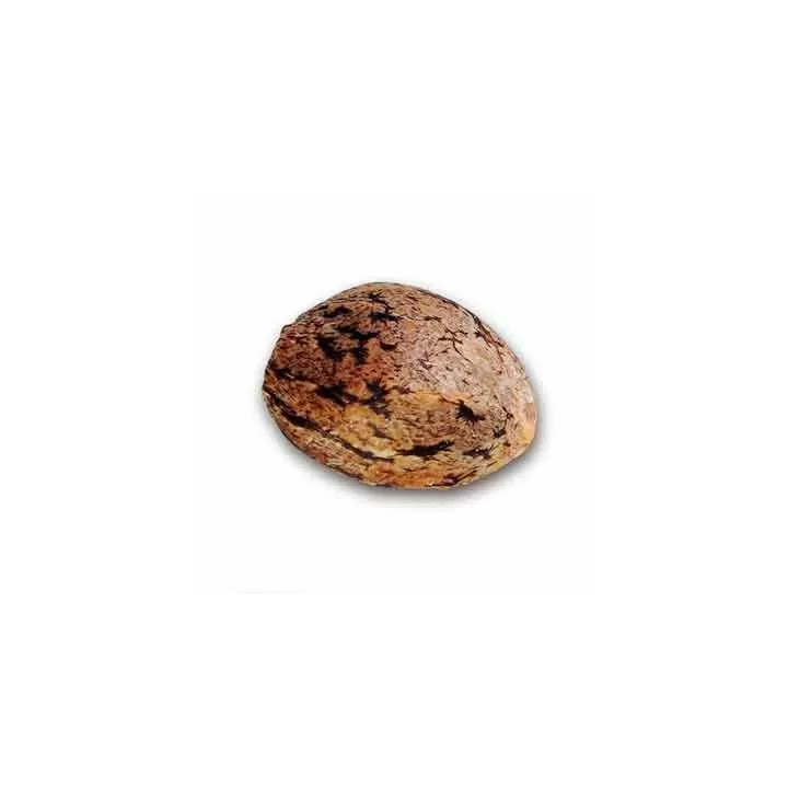 Caramelo FeminizadaDelicious Seeds