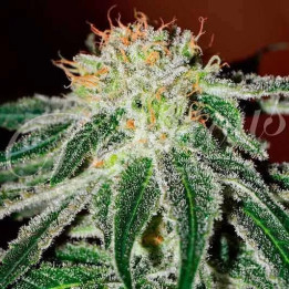  Black Russian Feminizada【Delicious Seeds】