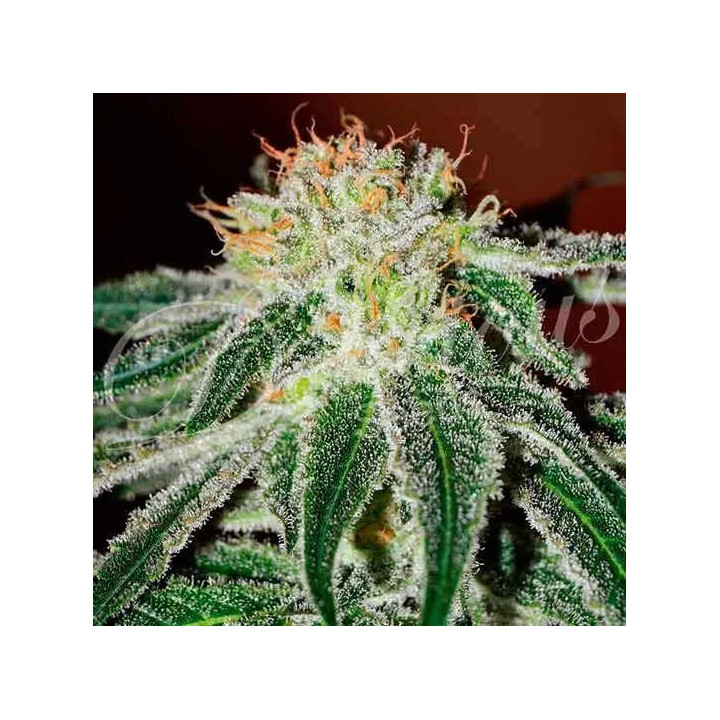 Black Russian FeminizadaDelicious Seeds