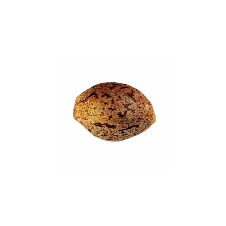 Black Russian FeminizadaDelicious Seeds