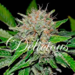  Deep Mandarine CBD Feminizada【Delicious Seeds】