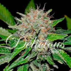 Deep Mandarine CBD