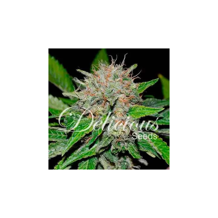 Deep Mandarine CBD FeminizadaDelicious Seeds