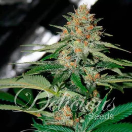  Delicious Candy Feminizada【Delicious Seeds】