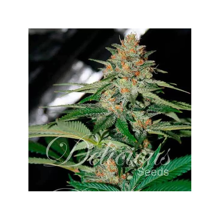 Delicious Candy FeminizadaDelicious Seeds