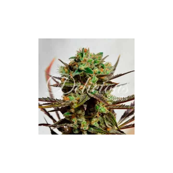 Delicious Candy FeminizadaDelicious Seeds