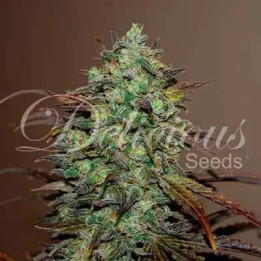  Eleven Roses Feminizada【Delicious Seeds】