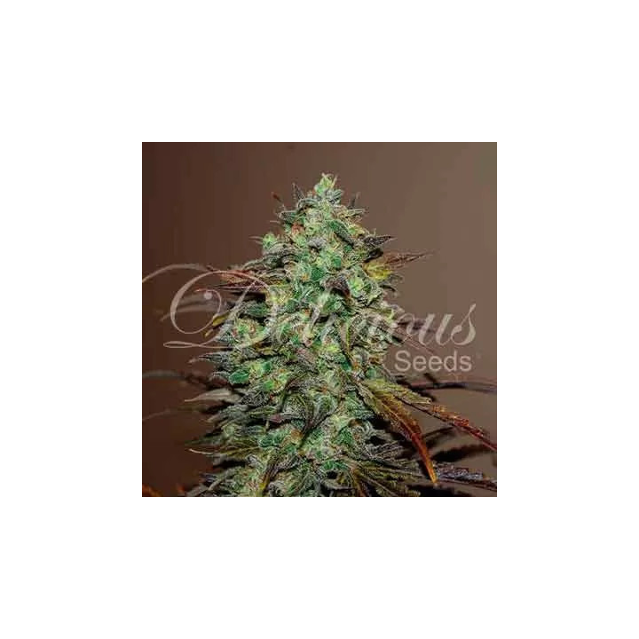 Eleven Roses FeminizadaDelicious Seeds