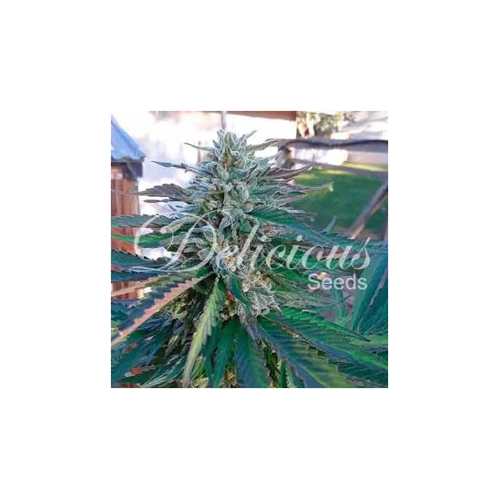 Eleven Roses FeminizadaDelicious Seeds