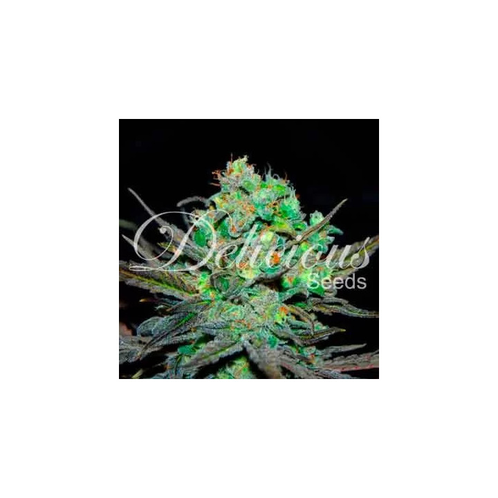 Eleven Roses FeminizadaDelicious Seeds
