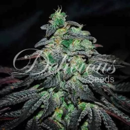  Golosa Feminizada【Delicious Seeds】