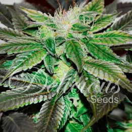  Sugar Candy Feminizada【Delicious Seeds】