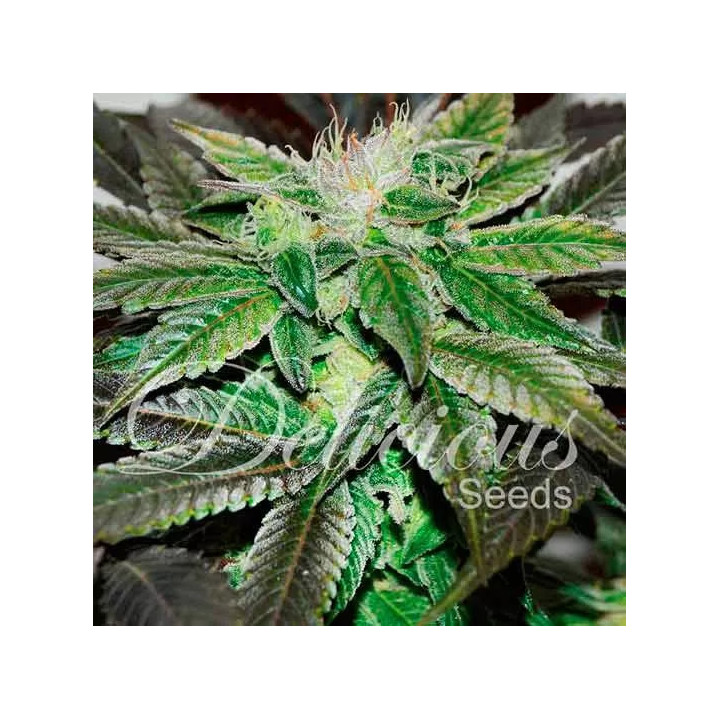 Sugar Candy FeminizadaDelicious Seeds
