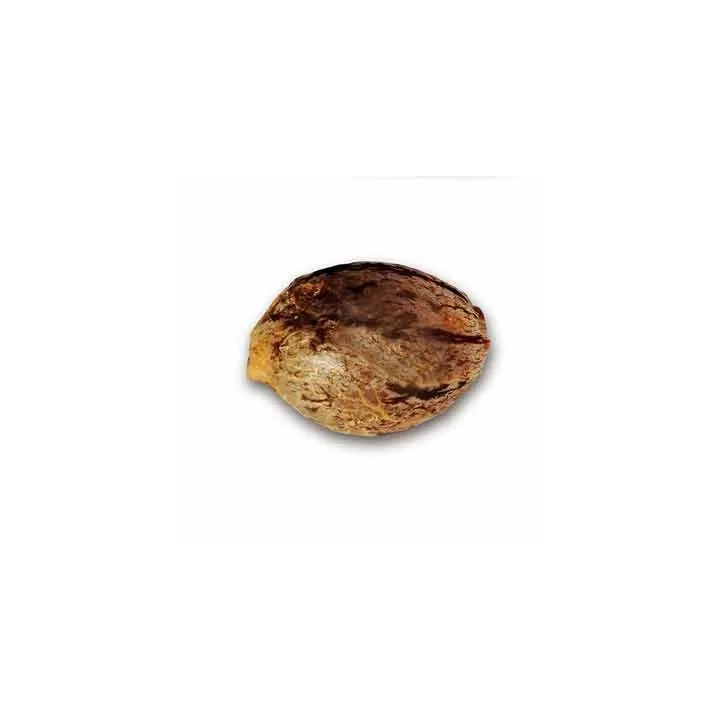 Sugar Candy FeminizadaDelicious Seeds
