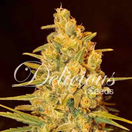  Critical Sensi Star Feminizada【Delicious Seeds】