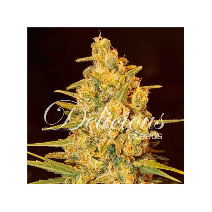 Critical Sensi Star FeminizadaDelicious Seeds