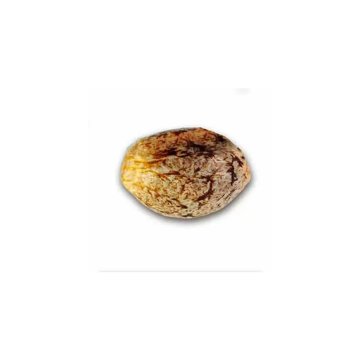 Critical Sensi Star FeminizadaDelicious Seeds