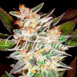 DELICIOUS CANDY AUTO