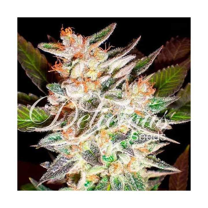 Delicious Candy AutoDelicious Seeds Autofloreciente