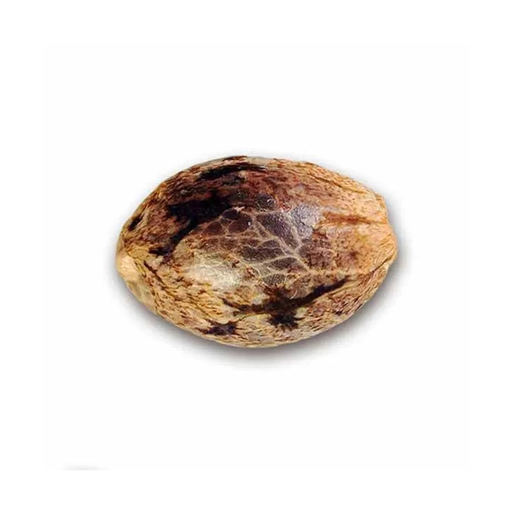 Delicious Candy AutoDelicious Seeds Autofloreciente