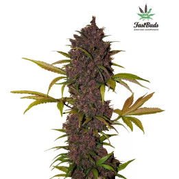 LSD-25 Auto 【Fast Buds Autofloreciente】