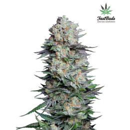  Mexican Airlines Auto 【Fast Buds Autofloreciente】