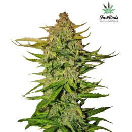  Northern Express Auto 【Fast Buds Autofloreciente】