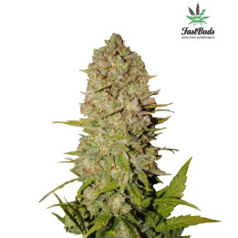  Pineapple Express Auto 【Fast Buds Autofloreciente】