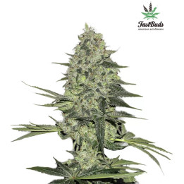  Rhino Ryder Auto 【Fast Buds Autofloreciente】