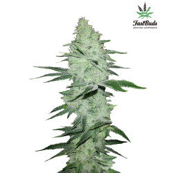 Six Shooter Auto
