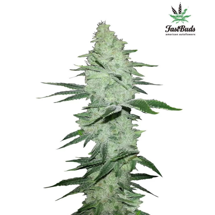 Six Shooter Auto Fast Buds Autofloreciente
